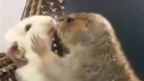 冰河的诅咒 产品图片