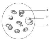 叶问4：完结篇（粤语版） 相关产品