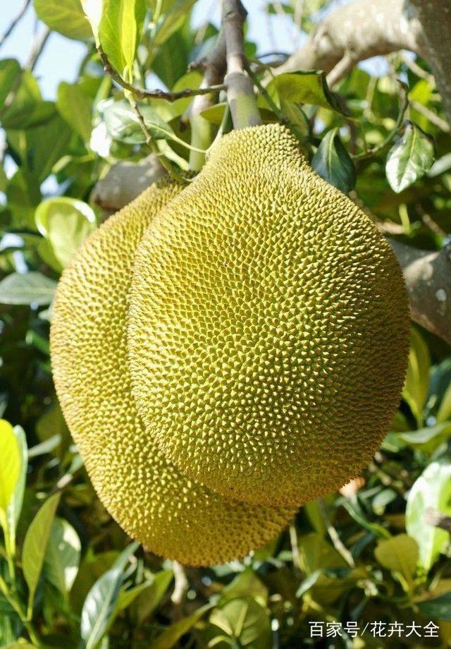 伟大杰作 推荐产品