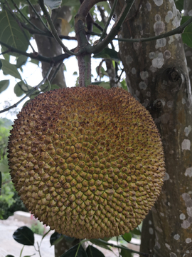 健忘村 产品图片