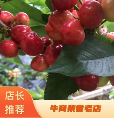 冒牌大哥 产品图片