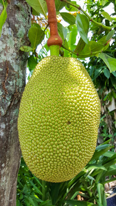 仙班校园 相关产品