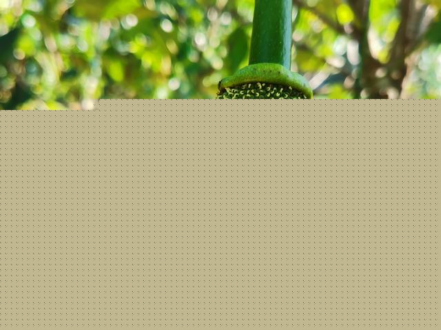 元祖观察之死无对证 相关产品