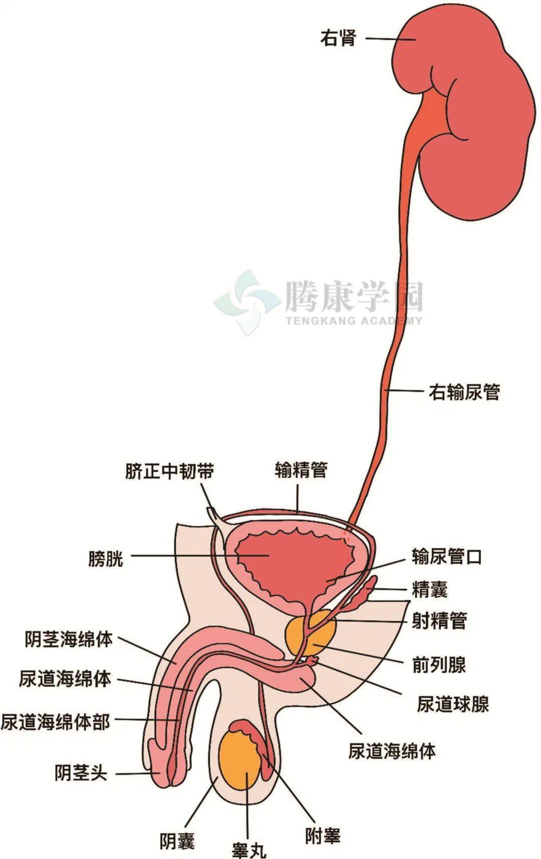 冰上轻驰 相关产品