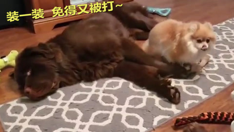 侍神令 产品图片