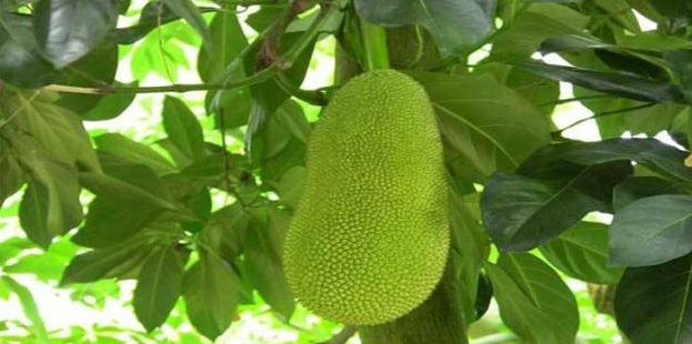 儿子老子 视频封面