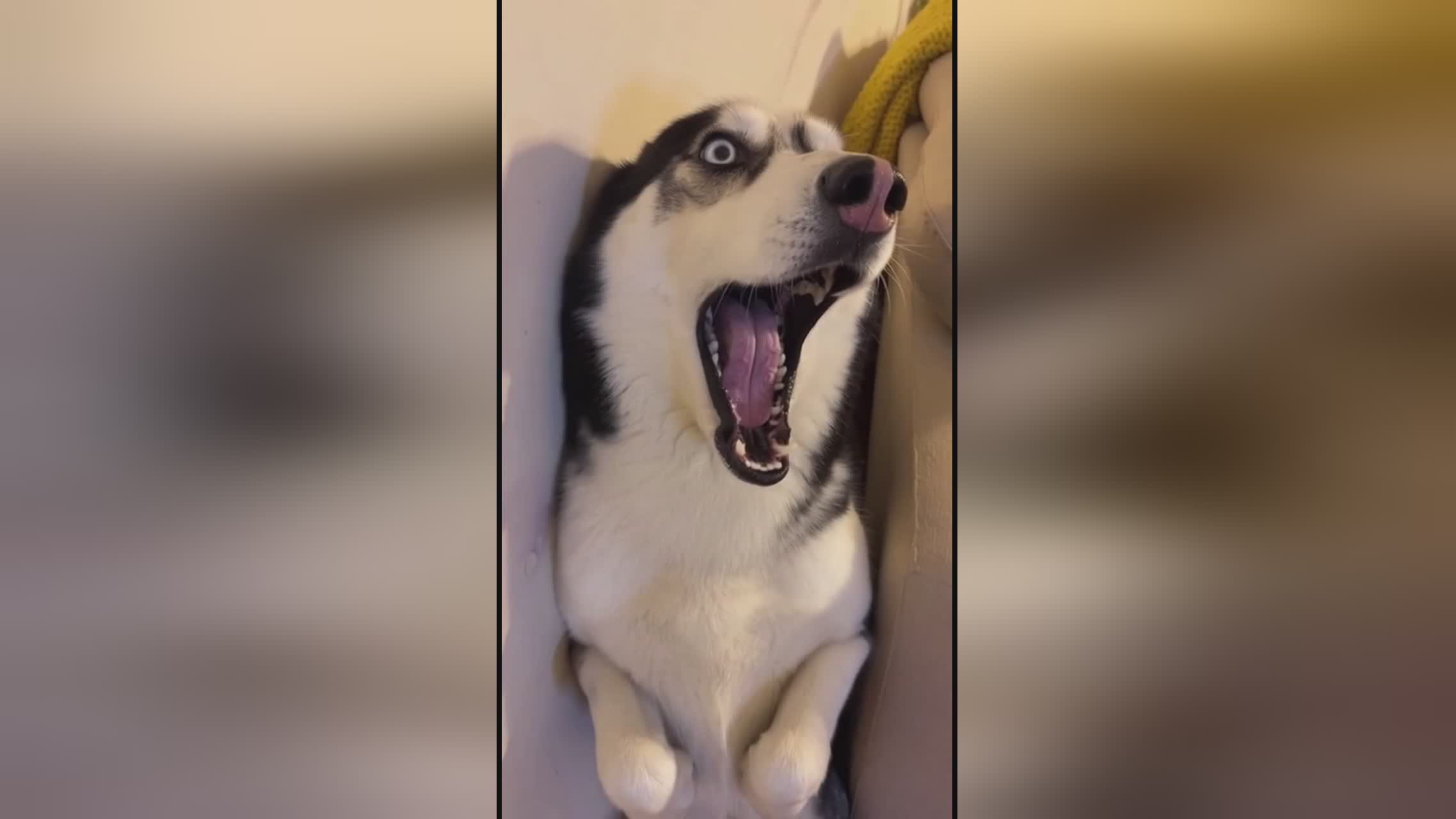 僵尸英雄之魔王与公主 产品主图