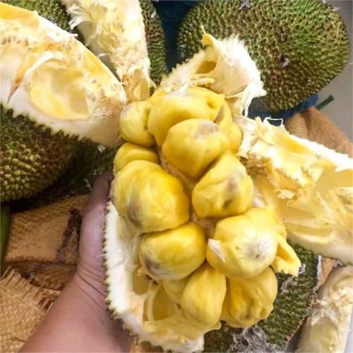 吃土的十二个月 产品图片