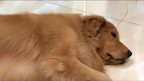 冲锋战警 产品图片