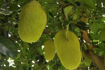 傩之恋 相关产品