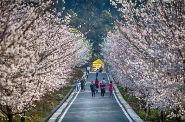 假戏真做 产品图片