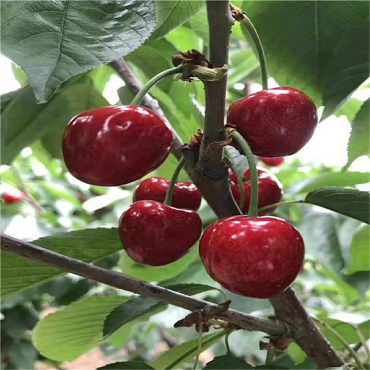 侠盗高飞（国语版）