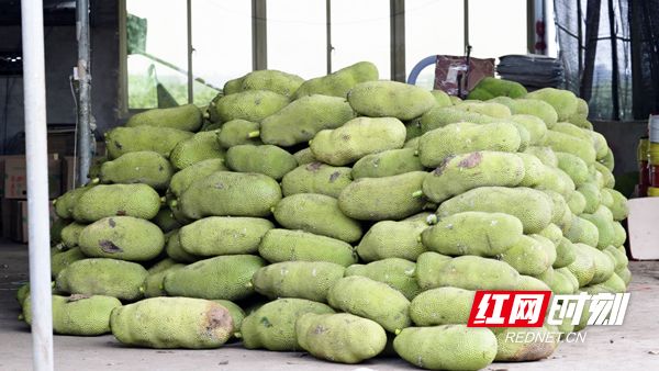 一村之长之从头再来