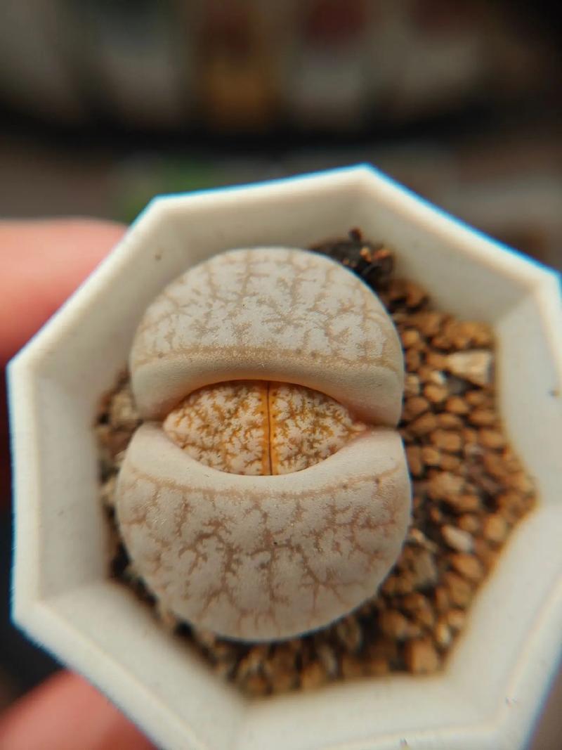 倒霉蛋淘金记 相关产品