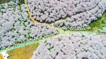 伊丽莎白 相关产品