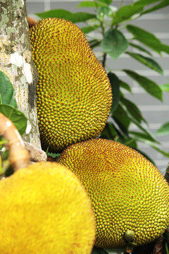 优雅的世界（上部） 相关产品