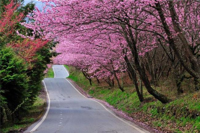 冰川鲨鱼 相关产品
