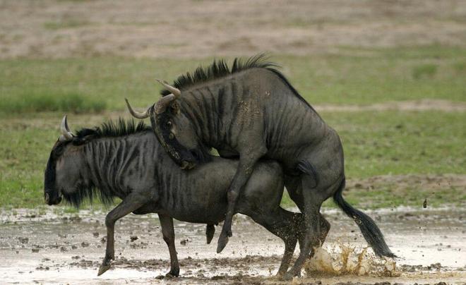 哥斯拉1998 产品图片