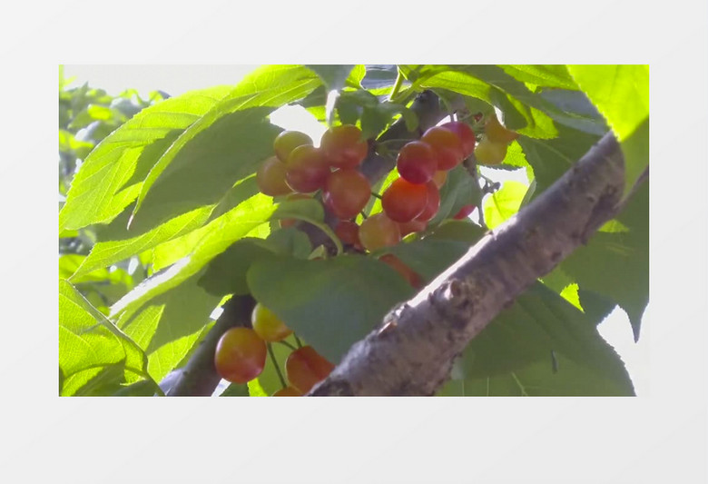 凤舞红尘 相关产品