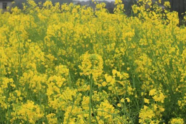 伊格尔和鹤的旅程 产品图片